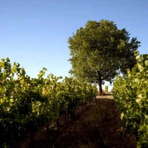 Domaine de Perreau