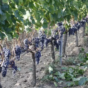 Gaec Vignobles Lacombe