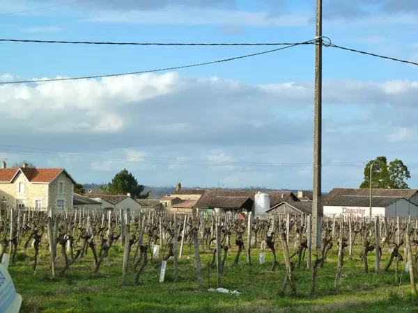 Bonnefare, vignoble