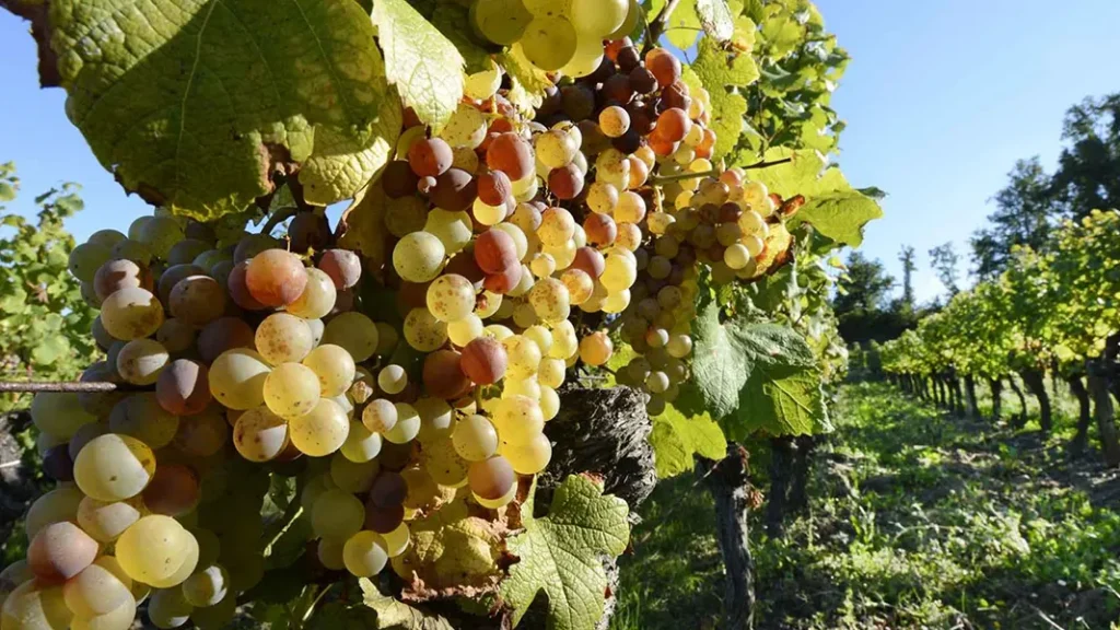 Vins de Montaigne : Montravel et Bergerac